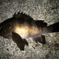 2020ライトゲーム第2戦