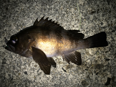 2020ライトゲーム第2戦