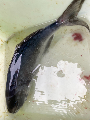 ヤリイカ泳がせ、ヤリイカはまだ早い？！