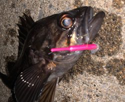 函館は風の無い今がチャンス！