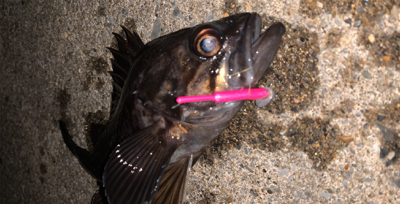 函館は風の無い今がチャンス！