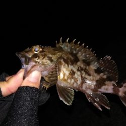 根魚連発