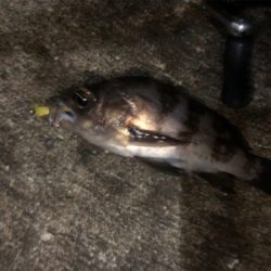 メバルとシーバス