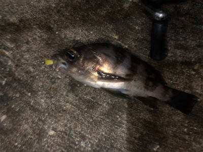 メバルとシーバス