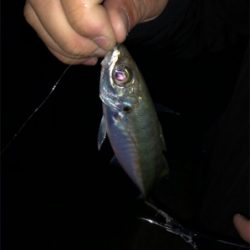 激ムズ垂水漁港でアジング