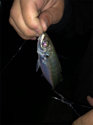 激ムズ垂水漁港でアジング