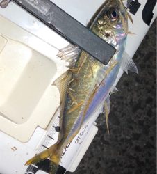 高砂幕府（爆風）アジング成立。