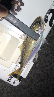 高砂幕府（爆風）アジング成立。