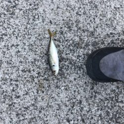 水温下がったからか？悔いが渋い！