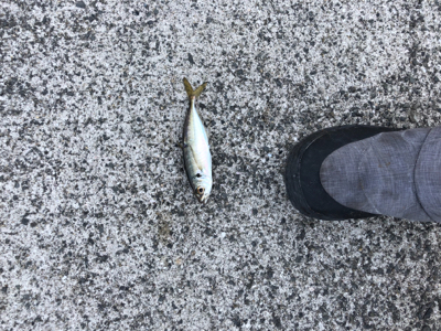 水温下がったからか？悔いが渋い！