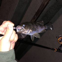 28cmビッグアジ！