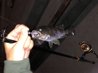 28cmビッグアジ！