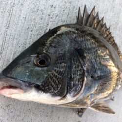 今朝は劇渋エビ撒き釣り