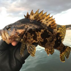 今年初フィッシュは大漁メバル！