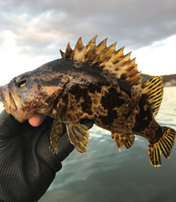 今年初フィッシュは大漁メバル！