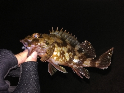 激渋ライトゲーム