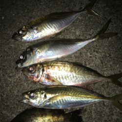 今年の運だめし!