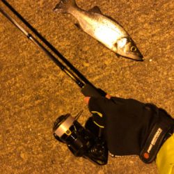 今年の初フィッシュは…