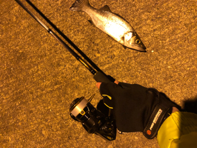 今年の初フィッシュは…