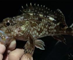 メバルにシフト気味