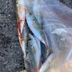 スーパーライトショアジギング