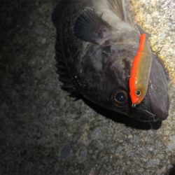 ジョイクロ70やらかす!