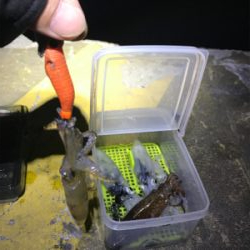 まだまだヒイカ釣りσ(^_^;)