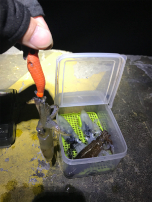 まだまだヒイカ釣りσ(^_^;)