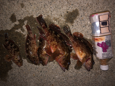 ロックフィッシュ