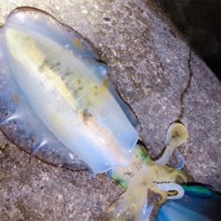 月夜×ケイムラカラー