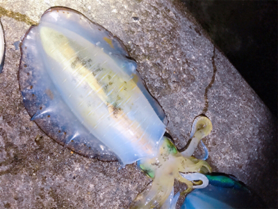 月夜×ケイムラカラー