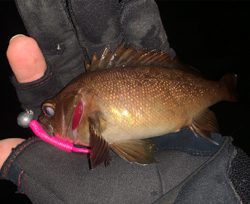 ライトリグでガヤ祭り！