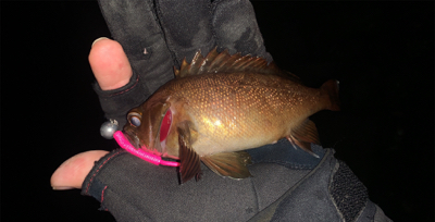 ライトリグでガヤ祭り！