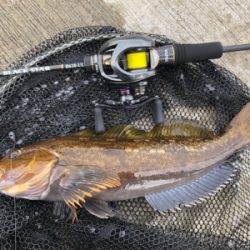 ワイワイフィッシング