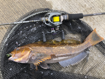 ワイワイフィッシング