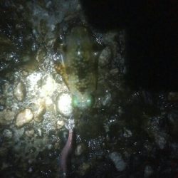 槍2　障泥1　釣果！