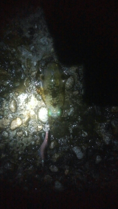 槍2　障泥1　釣果！