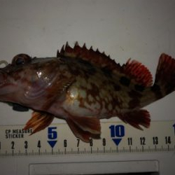 ガシラ無限パターン^_^