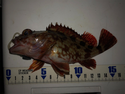 ガシラ無限パターン^_^