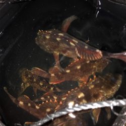 ロックフィッシュ5