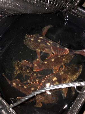 ロックフィッシュ5