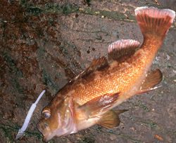 狙ってメバルを釣るよ〜