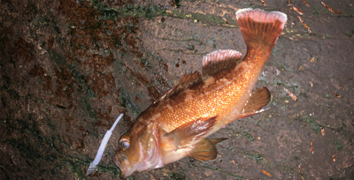 狙ってメバルを釣るよ〜