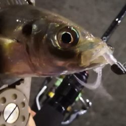 アジング練習 98