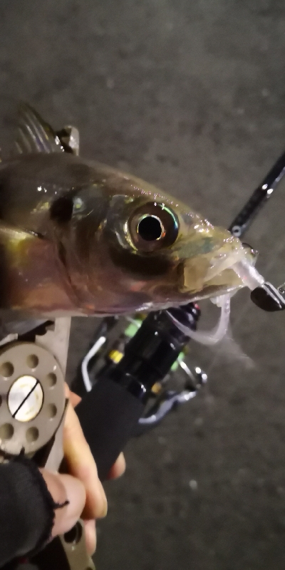 アジング練習 98