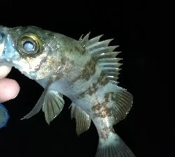 ナイトメバリング