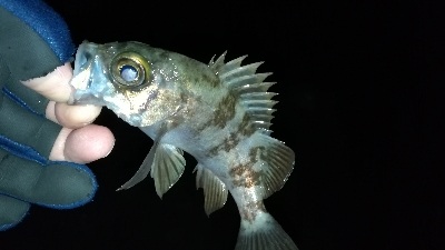 ナイトメバリング