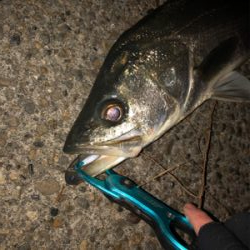 今日もアサシン