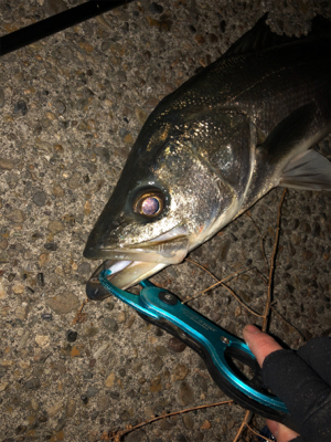 今日もアサシン