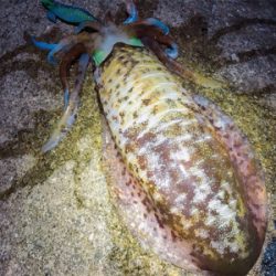 夕まずめパワー